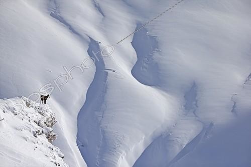 Biosphoto | 2032994 | Chamois moving in deep snow - Switzerland Alps | &copy; Olivier Born / Biosphoto