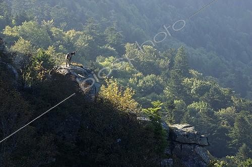 Biosphoto | 1997735 | Chamois on rock at dawn - Hohneck Vosges France  | &copy; Christophe Ravier / Biosphoto