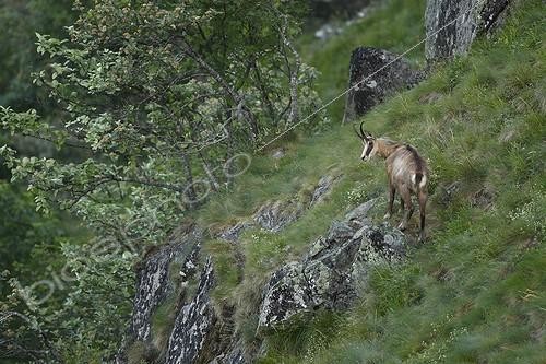 Biosphoto | 2008362 | Chamois on rock - Vosges Massif Hohneck France  | &copy; Christophe Ravier / Biosphoto