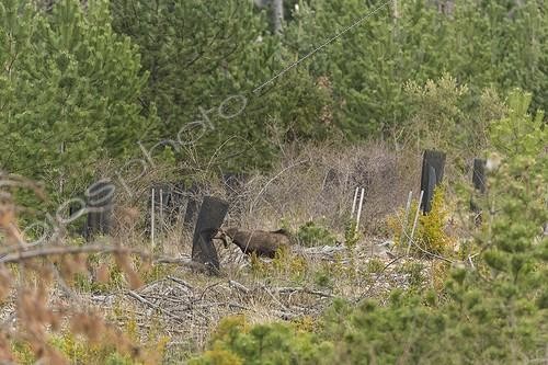 Biosphoto | 2059912 | Chamois (Rupicapra rupicapra) destroying trees protections. Mont Ventoux, France | &copy; Alain Roux / Biosphoto