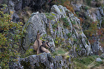 Biosphoto | 2609849 | Chamois (Rupicapra rupicapra) femelle et jeune sur les crêtes vosgiennes, vers les falaises du Hohneck, La Bresse, Vosges, France | &copy; Stéphane Vitzthum / Biosphoto