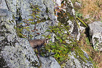 Biosphoto | 2609850 | Chamois (Rupicapra rupicapra) jeune dans les rochers sur les crêtes vosgiennes, vers les falaises du Hohneck, La Bresse, Vosges, France | &copy; Stéphane Vitzthum / Biosphoto
