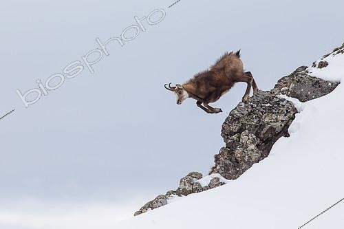Biosphoto | 2100126 | Chamois (Rupicapra rupicapra) jumping from a rock, spring, Alpes, France | &copy; Emile Séchaud / Biosphoto