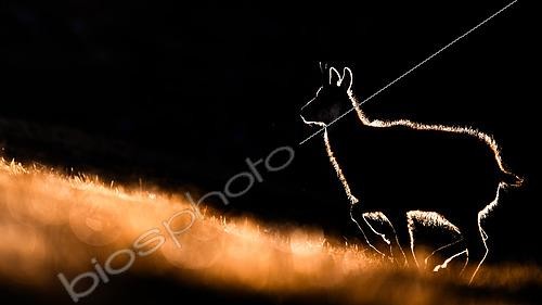 Biosphoto | 2600640 | Chamois (Rupicapra rupicapra) marchant dans l'herbe en montagne. Alpes, Autriche. | &copy; Ervin Horesnyík / Biosphoto