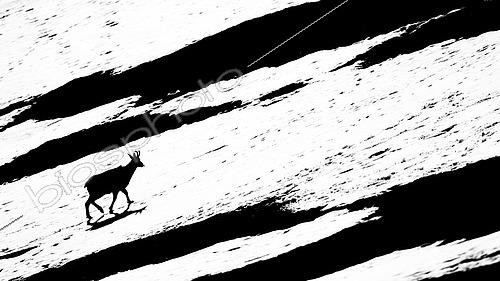 Biosphoto | 2597801 | Chamois (Rupicapra rupicapra) marchant dans la neige en montagne. Alpes, Autriche. | &copy; Ervin Horesnyík / Biosphoto