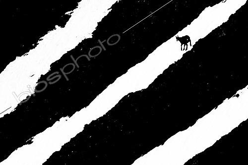 Biosphoto | 2626699 | Chamois (Rupicapra rupicapra) marchant dans la neige, Alpes, Autriche. | &copy; Ervin Horesnyík / Biosphoto