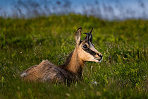 Biosphoto | 2609851 | Chamois (Rupicapra rupicapra) resting on the Vosges ridges, near Le Hohneck, La Bresse, Vosges, France. | &copy; Stéphane Vitzthum / Biosphoto