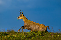 Biosphoto | 2609852 | Chamois (Rupicapra rupicapra) running on the Vosges ridges, near Le Hohneck, La Bresse, Vosges, France. | &copy; Stéphane Vitzthum / Biosphoto