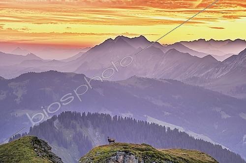 Biosphoto | 2609695 | Chamois (Rupicapra rupicapra), standing on rock in the morning light, in the background mountain panorama with Brienzer Rothorn, Tannhorn, Bernese Alps, Canton Bern, Switzerland | &copy; Stefan Huwiler / imageBROKER / Biosphoto