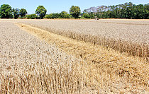 Biosphoto | 2609445 | Champ de blé moissonné en rangée lors de la fête de la moisson, Valenne, Sarthe, France | &copy; Michel Gile / Biosphoto