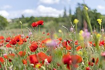 Biosphoto | 2559674 | Champ de Coquelicot (Papaver rhoeas) et de Sainfoin (Onobrychis sp.), Alpes-de-Haute-Provence, France | &copy; Marie Aymerez / Biosphoto