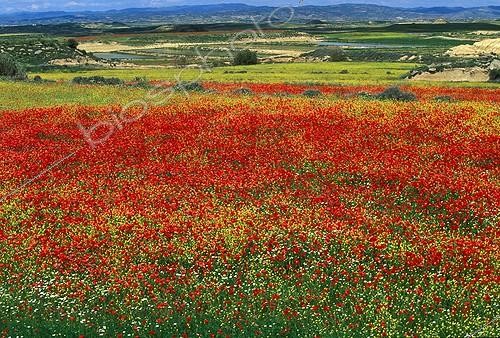 Biosphoto | 3112 | Champ de coquelicots Aragon Espagne | &copy; Jean-Michel Labat / Biosphoto