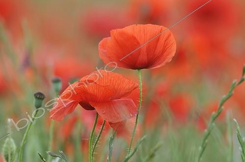 Biosphoto | 570012 | Champ de Coquelicots France | &copy; Jean-Paul Chatagnon / Biosphoto