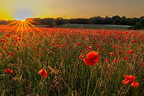 Biosphoto | 2586952 | Champ de coquelicots (Papaver rhoeas) en fleurs au coucher du soleil, Angleterre | &copy; Frédéric Desmette / Biosphoto