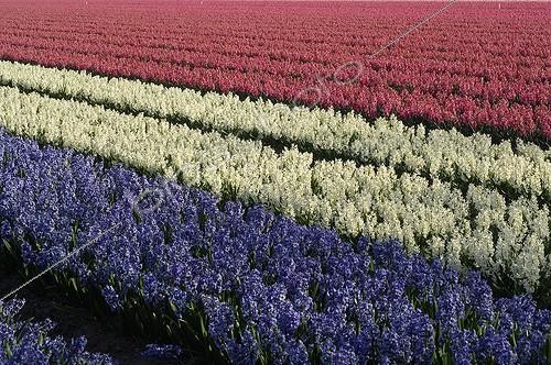 Biosphoto | 500267 | Champ de Jacinthes aux couleurs du drapeau français Hollande | &copy; Régis Cavignaux / Biosphoto