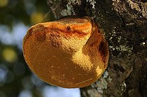Biosphoto | 1252550 | Champignon polypore sur le tronc d'un arbre France | &copy; Thierry Van Baelinghem / Biosphoto