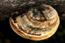 Biosphoto | 1252497 | Champignon polypore sur le tronc d'un Epicéa France | &copy; Thierry Van Baelinghem / Biosphoto