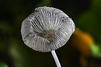 Biosphoto | 2609857 | Champignon transparent : Coprin pied de lièvre (Coprinopsis lagopus), Forêt de la Reine, Ansauville, Lorraine, France | &copy; Stéphane Vitzthum / Biosphoto