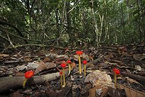 Biosphoto | 490744 | Champignons au sol Parc National de Way Kambas Sumatra | &copy; Cyril Ruoso / Biosphoto