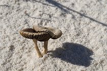 Biosphoto | 1250456 | Champignons dans le sable MN White Sands Nouveau-Mexique | &copy; Daniel Heuclin / Biosphoto