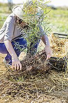 Biosphoto | 2458070 | Change of mulch before winter at the foot of a young Eucalyptus tree: installation of a thermal mulch (Ferns fronds) | &copy; Jean-Michel Groult / Biosphoto