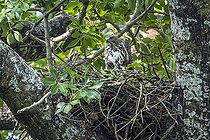 Biosphoto | 2102965 | Changeable hawk eagle (Spizaetus cirrhatus) at nest, Bardia national park, Nepal | &copy; Patrice Correia / Biosphoto