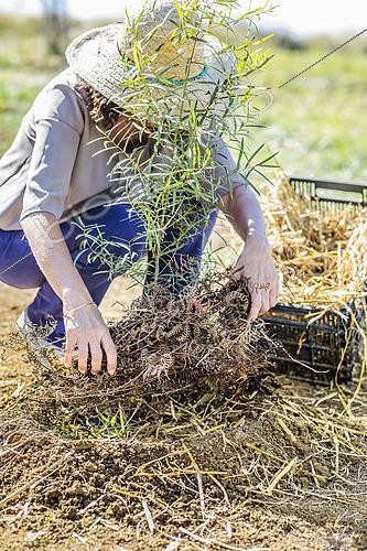 Biosphoto | 2458070 | Changement de paillis avant l'hiver au pied d'un jeune Eucalyptus : mise en place d'un paillis thermique (Frondes de fougères) | &copy; Jean-Michel Groult / Biosphoto