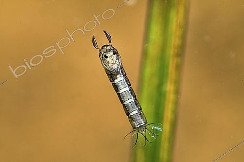 Biosphoto | 2621595 | Chaoborus pupa in stationary position in a pond, city of Couffy, Loir et Cher, France | &copy; Bruno Guénard / Biosphoto