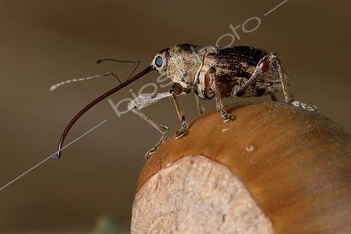 Biosphoto | 2426099 | Charançon des noisettes (Curculio nucum) Imago sur une noisette, Parasite des noisettes, Bretagne, France | &copy; Dominique Halleux / Biosphoto