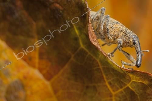 Biosphoto | 1851999 | Charançon lixe sur une feuille France | &copy; Olivier Miniato / Biosphoto
