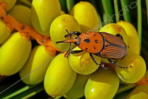 Biosphoto | 2412595 | Charançon rouge des palmiers (Rhynchophorus ferrugineus) sur palme et dattes de Palmier des Canaries (Phoenix canariensis). Eté 2018 Catalogne, Espagne. Nuisible, Larves dans Palmiers dattiers importés d'Egypte | &copy; Jean-Claude Carton / Biosphoto