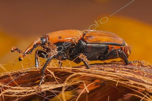 Biosphoto | 2126468 | Charançon rouge du palmier (Rhynchophorus ferrugineus) mâle envahi par des acariens phorétiques. | &copy; Olivier Miniato / Biosphoto