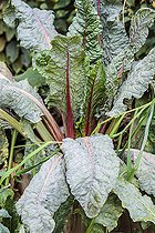 Biosphoto | 2546749 | Chard plant severely affected by powdery mildew, late summer, Loir-et-Cher, France | &copy; Jean-Michel Groult / Biosphoto