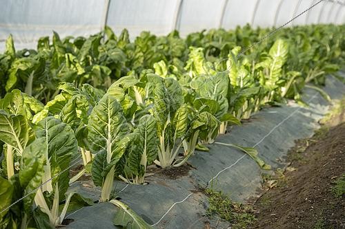 Biosphoto | 2575655 | Chard plants in the ground under a tunnel greenhouse in a shared garden. Collective garden of the association Les Pot'iront, organic and shared market gardening near Lyon, Décines, France. | &copy; Antoine Boureau / Biosphoto