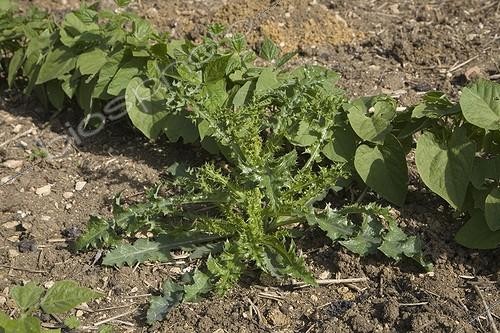 Biosphoto | 427855 | Chardon next to a row of green beans France | &copy; NouN / Biosphoto