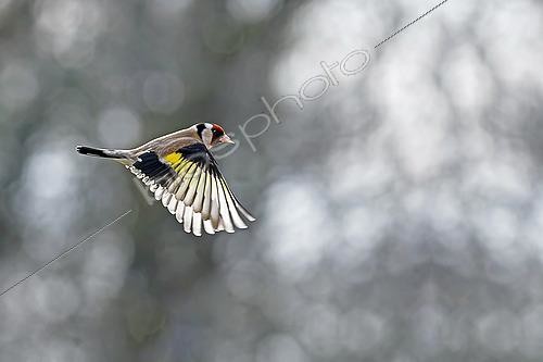 Biosphoto | 2598532 | Chardonneret élégant (Carduelis carduelis) en vol, Gers, France. | &copy; Christophe Florin / Biosphoto