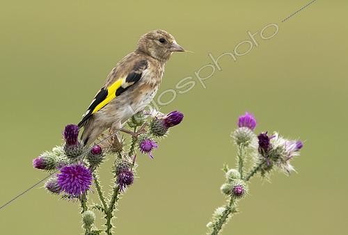 Biosphoto | 2608006 | Chardonneret élégant (Carduelis carduelis) sur un chardon, Angleterre | &copy; Frédéric Desmette / Biosphoto