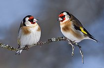 Biosphoto | 2462382 | Chardonnerets élégants (Carduelis carduelis) sur une branche, Parc naturel régional des Vosges du Nord, France | &copy; Michel Rauch / Biosphoto