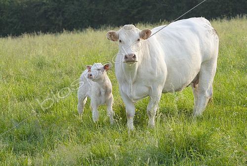 Biosphoto | 2581596 | Charolais calf in the meadow with its mother. France | &copy; Claudius Thiriet / Biosphoto
