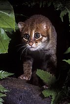 Biosphoto | 19520 | Chat à tête plate (Prionailurus planiceps) dans un arbre, Sumatra, Indonésie | &copy; Alain Compost  / Biosphoto