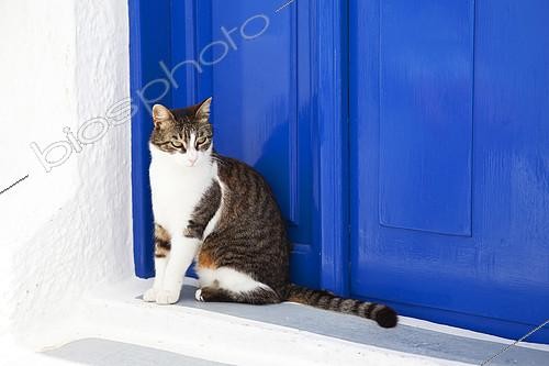 Biosphoto | 2403411 | Chat assis à côté d'une porte bleue, Santorin, Grèce | &copy; Eric Guilloret / Biosphoto