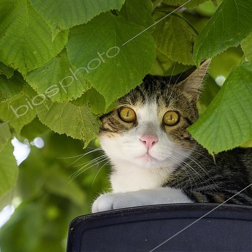 Biosphoto | 2601089 | Chat de gouttière couché sur une boite aux lettres sous un noisetier, Auvergne, France | &copy; Monique Morin / Biosphoto
