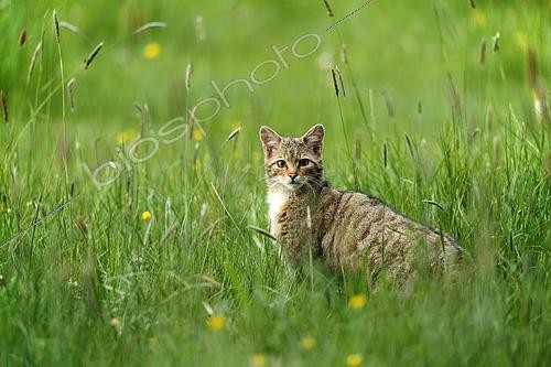 Biosphoto | 2610544 | Chat forestier (Felis silvestris silvestris) dans l'herbe, Ardennes, Belgique | &copy; Christian Cabron / Biosphoto
