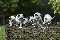 Biosphoto | 1447369 | Chat | &copy; Picani / imageBROKER / Biosphoto