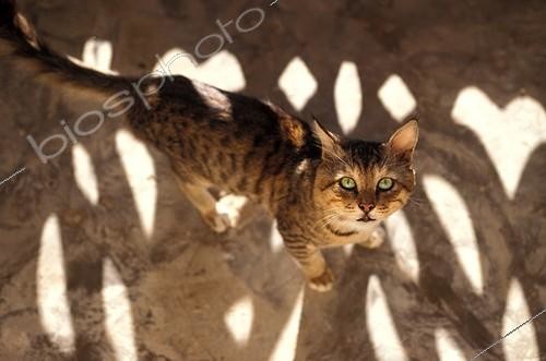Biosphoto | 59687 | Chat regardant vers le haut Ile de Lamu Kenya | &copy; J.-M. Labat & F. Rouquette / Biosphoto