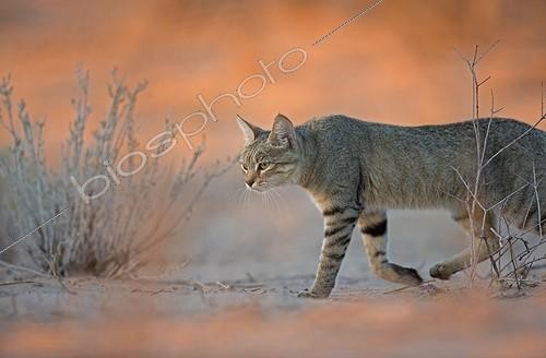 Biosphoto | 1871782 | Chat sauvage africain marchant au petit matin dans le désert | &copy; Alain Mafart-Renodier / Biosphoto