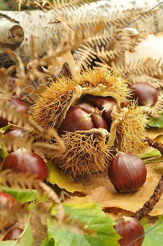 Biosphoto | 2545159 | Châtaigne, Castanea sativa, avec et sans bogue, feuilles, fruits de la forêt d'automne | &copy; Catherine Fruhinsholz / Biosphoto