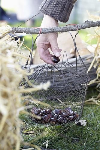Biosphoto | 1632800 | Châtaigne ; Chestnuts for roasting | &copy; Visions Botanical / Visions Pictures / Biosphoto