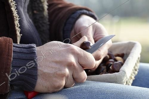 Biosphoto | 1633003 | Châtaigne ; Preparing chestnuts for roasting | &copy; Visions Botanical / Visions Pictures / Biosphoto