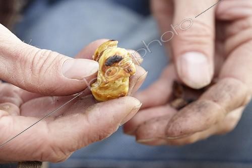 Biosphoto | 1633031 | Châtaigne ; Roasted chestnut | &copy; Visions Botanical / Visions Pictures / Biosphoto